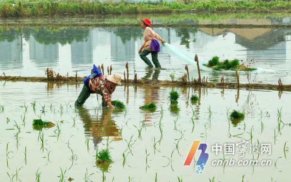 Grain in Ear sẽ được nông dân bận rộn gieo trồng