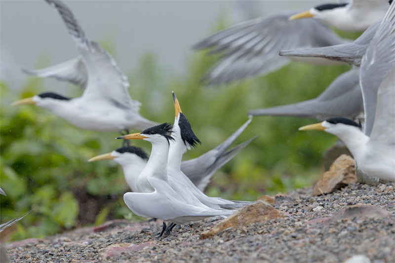 Về nhà được gần một tháng. Làm thế nào là Bird of Myth?