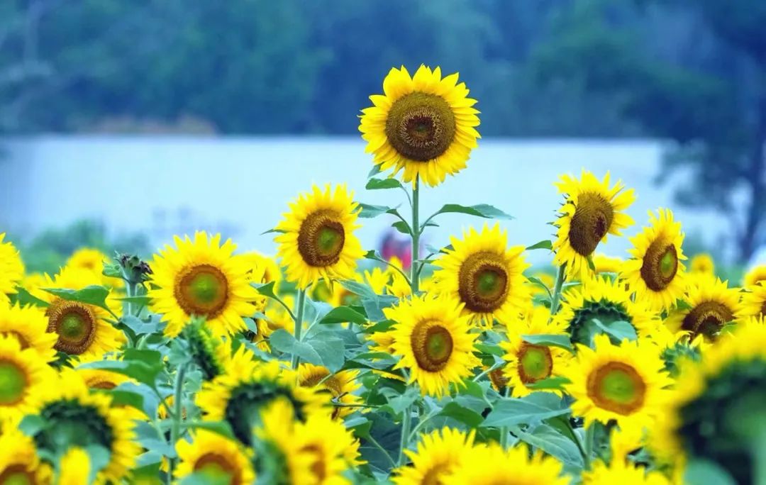 Sẽ có mưa rào hoặc giông bão ở Ninh Ba trong ngày hạ chí hôm nay